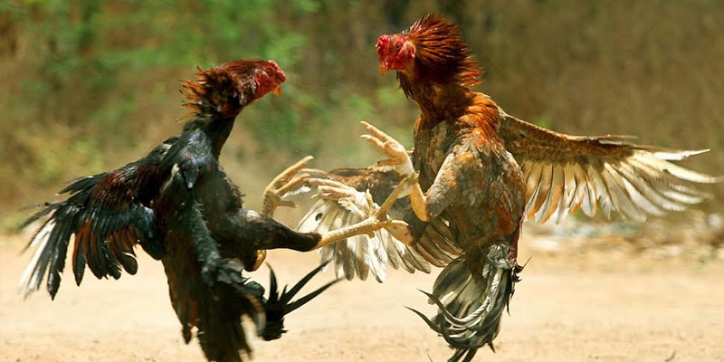 Hãy chọn những trận đấu của các chiến kê để có trải nghiệm tuyệt vời