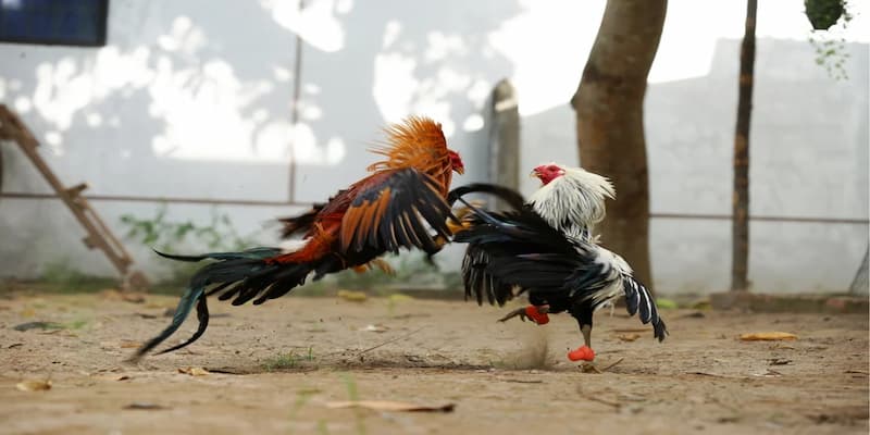 Đá gà mạng tại nhà cái SV368