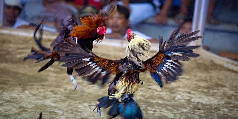 Lưu ý cần nắm khi xem đá gà mạng tại nhà cái SV368