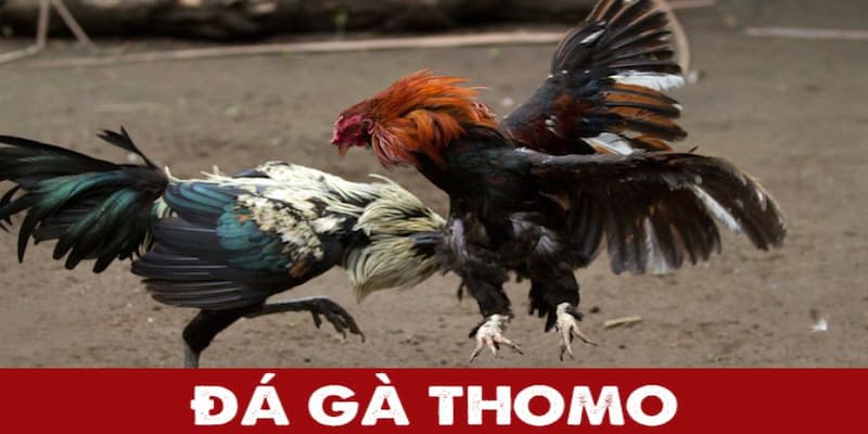 Phương thức theo dõi trực tiếp đá gà Thomo hôm nay an toàn