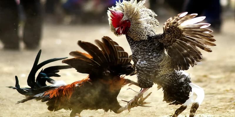 Tổng quát về đá gà mạng tại nhà cái SV368